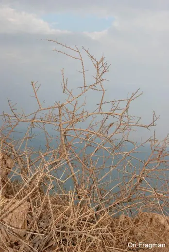 عوسج