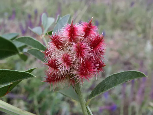 عرق سوس