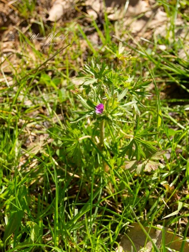 Geranium dissectum