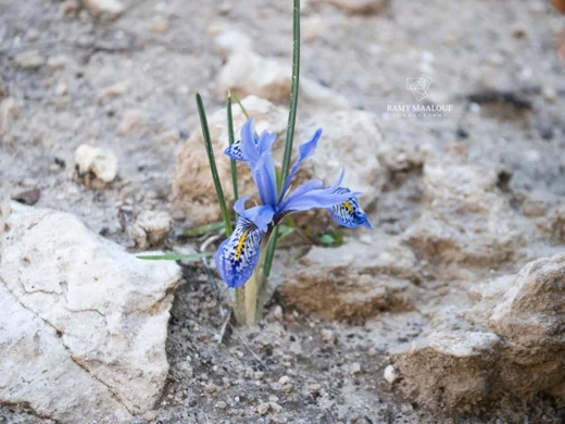 سوسن متفاخر