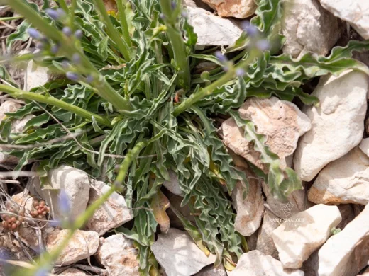 Asyneuma virgatum subsp. virgatum