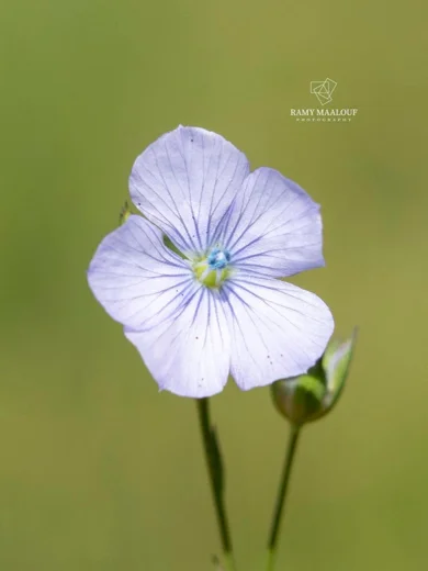 Linum bienne