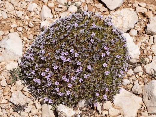 Acantholimon ulicinum