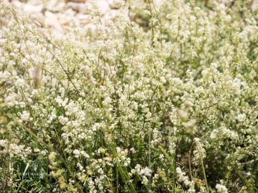 Galium libanoticum