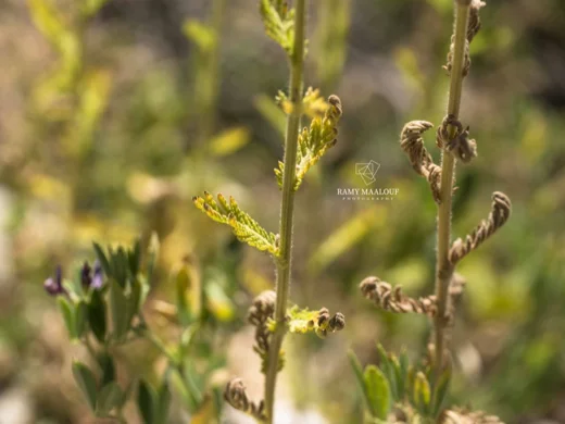 Achillea distans subsp. tanacetifolia