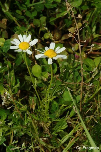 بابونج