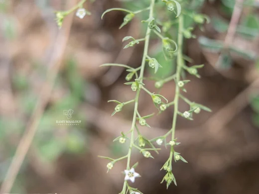 Thesium ramosum