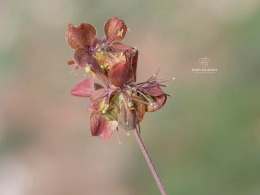 Cruciata taurica subsp. taurica