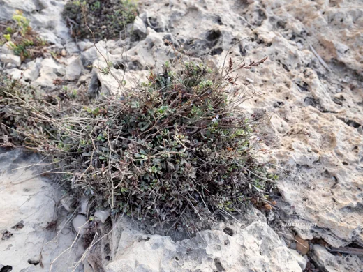 Limonium mouterdei
