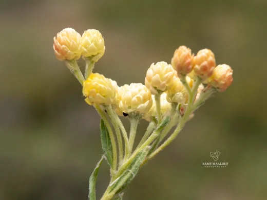 Helichrysum plicatum subsp. plicatum