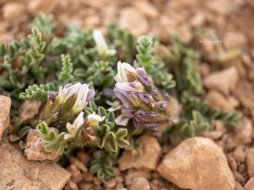 Astragalus lanatus