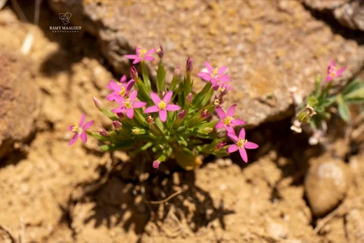 Centaurium pulchellum