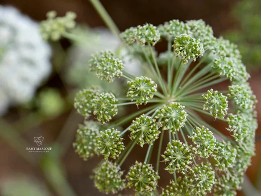 Angelica sylvestris