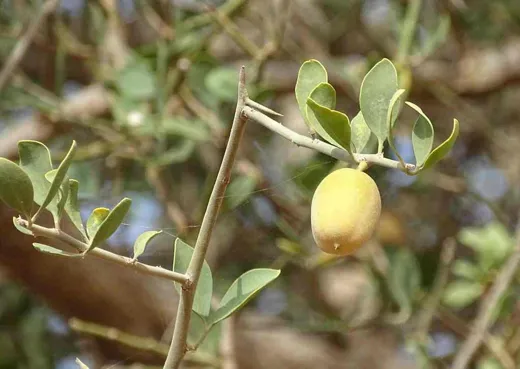 الزقوم