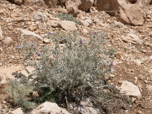 Cirsium leucocephalum subsp. hermonis