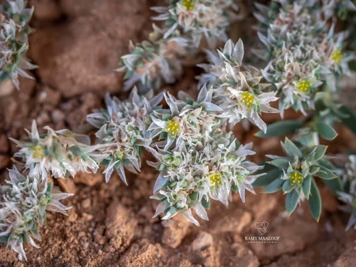 Paronychia chionaea