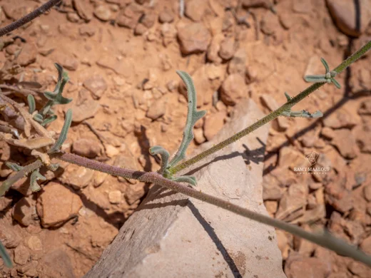 Matthiola fruticulosa