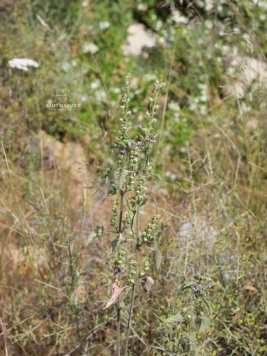 Scutellaria brevibracteata