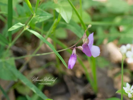 Lathyrus spathulatus