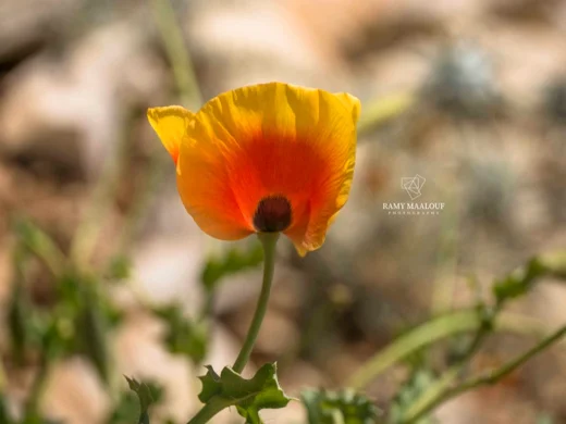 Glaucium leiocarpum