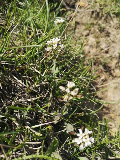 Noccaea microstyla