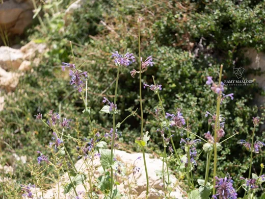 Nepeta cilicica