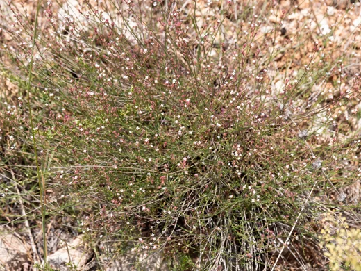 Cynanchica breviflora