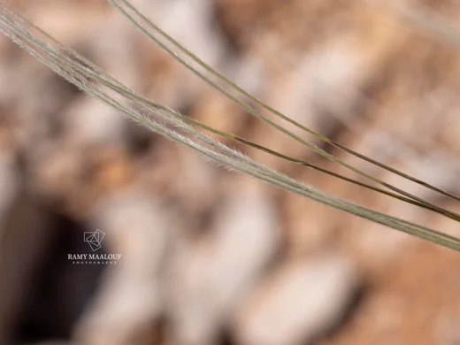 Stipa arabica