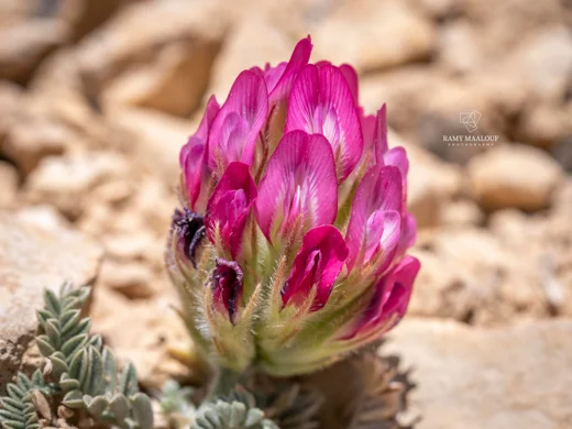 Astragalus kurnet-es-saudae