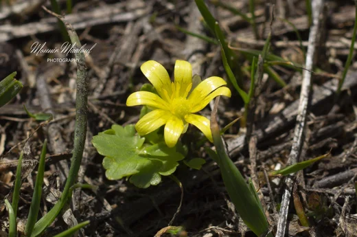 Ranunculus ficarioides