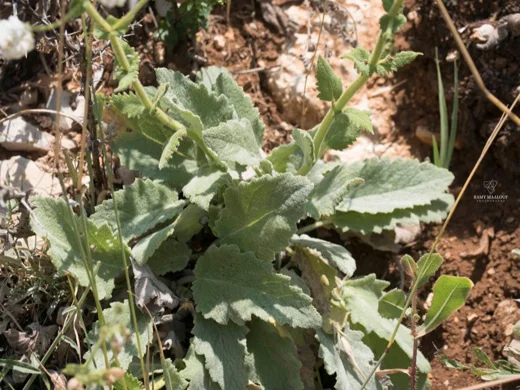 قصعين صغير الغطاء