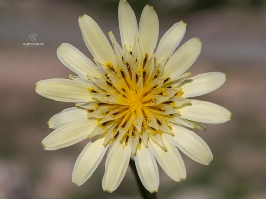 Tragopogon buphthalmoides