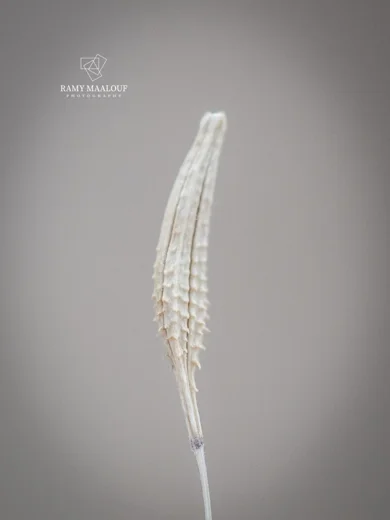 طرخشقون سوري