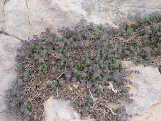 Clinopodium nummulariifolium