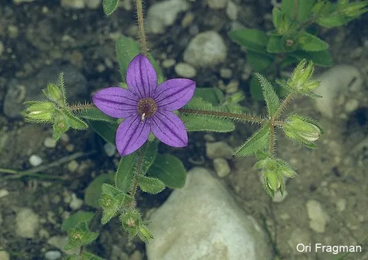 ليلك الجبل