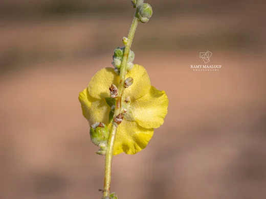 بوصير أليسي