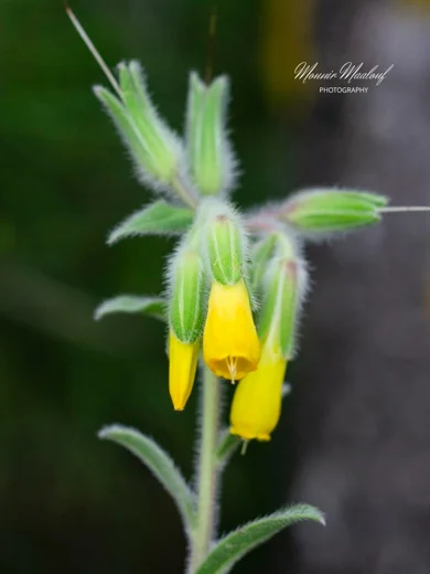 Onosma frutescens