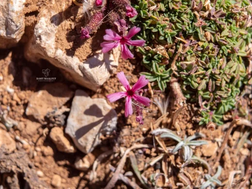 Saponaria pumilio