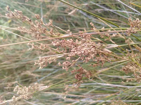 نسب المصنف - غير تجاري 4.0 دولي (CC BY-NC 4.0)- i naturalist.