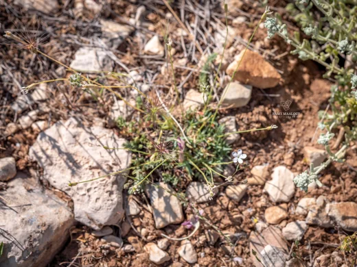 Dianthus micranthus var. alb