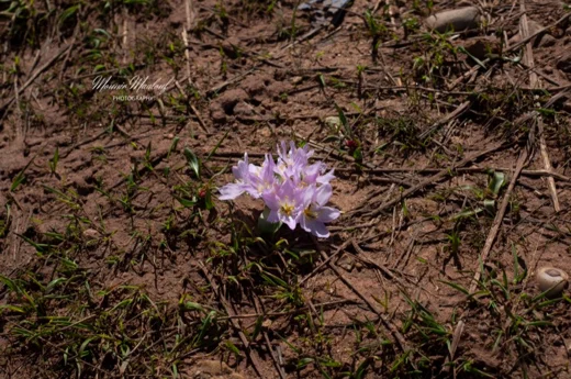 Colchicum szovitsii subsp. brachyphyllum