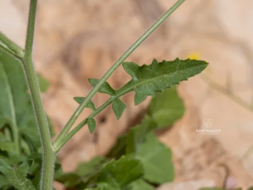 Sisymbrium sp. (Harissa - Tannourine)