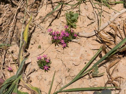 Centaurium pulchellum