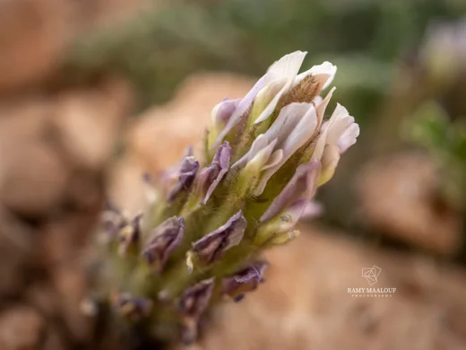 Astragalus lanatus