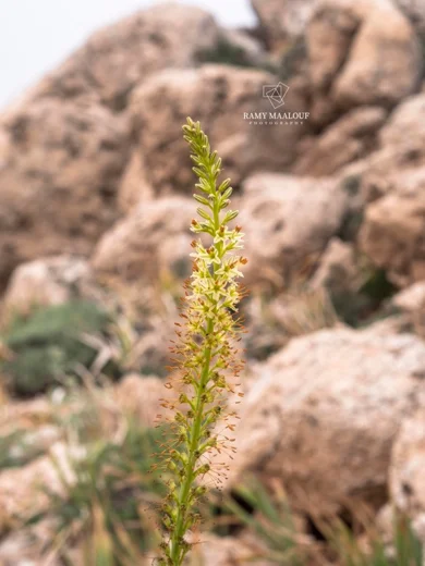 ذنبية بهية