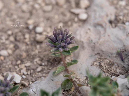 Ziziphora clinopodioides subsp. clinopodioides
