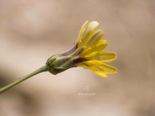 Reichardia dichotoma