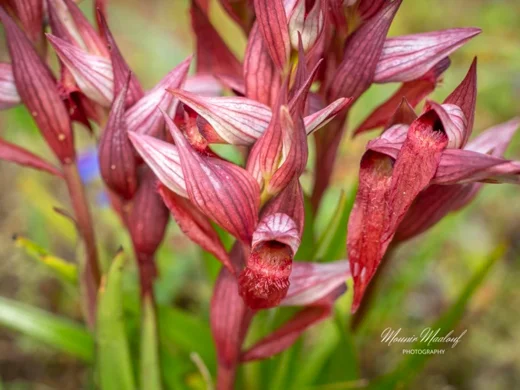 Serapias orientalis subsp. levantina