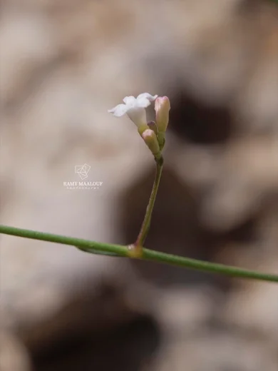 Cynanchica breviflora
