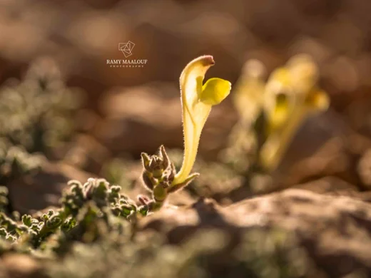 Scutellaria orientalis subsp. alpina